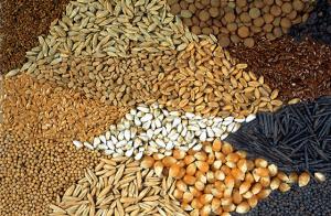 INIA CUENTA CON MÁS DE 2500 TN DE SEMILLAS DE ALTA CALIDAD PARA AFRONTAR SEQUÍAS