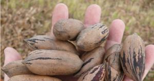 INIA DICTARÁ CURSO SOBRE PECANOS