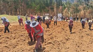 INIA fortalece a más de 200 mil productores agrarios como líderes de cadenas de valor con enfoque agroexportador