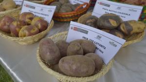 INIA ha desarrollado a la fecha, 43 variedades de papa de alta calidad genética