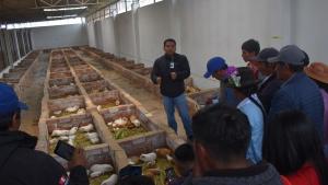 INIA impulsa calidad de ganado vacuno, cuyes y cultivos hidropónicos en Huancavelica