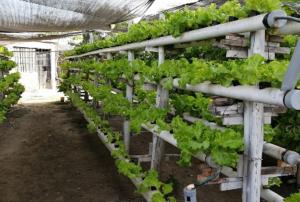 INIA impulsa la hidroponía para reforzar la seguridad alimentaria ante eventos climáticos