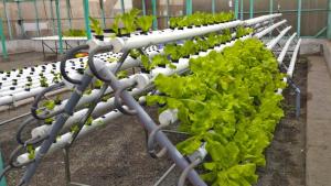 INIA instalará 1.300 módulos hidropónicos piramidales agrarios para combatir la sequía en Puno