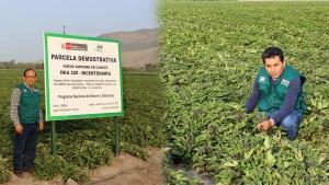 INIA lanzará nueva variedad de camote que produce hasta 60 toneladas por hectárea