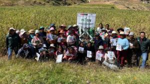 INIA mejora cultivo de tarwi con tecnología de alto rendimiento en Junín