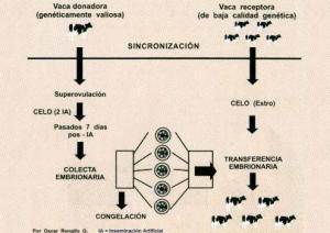 INIA PRESENTÓ TECNOLOGÍA QUE MULTIPLICA GANADO DE ALTA CALIDAD GENÉTICA  
