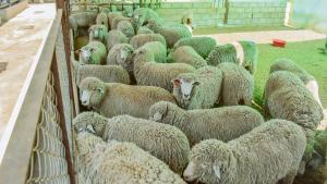 Inician proceso de mejora genética del ganado ovino en Piura