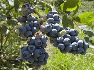 INKA´S BERRIES ASEGURA QUE EN 2021 ALCANZAREMOS LAS 5 MIL HAS DE ARÁNDANOS