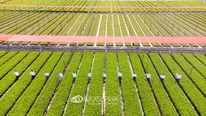 Inka’s Berries refuerza su estructura financiera con exitoso financiamiento de mediano plazo