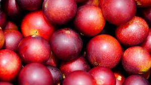 Investigadores peruanos usan IA para determinar temperatura inicial de congelación de frutas exóticas