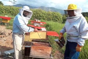 Investigan causas de muerte masiva de abejas en Moyobamba