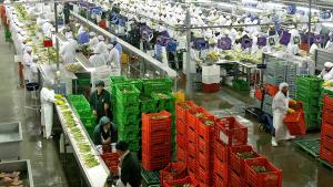 IPE resalta el récord de US$ 11 mil millones en agroexportaciones peruanas de 2024, pero apunta matices