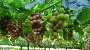 Japón ofrece una oportunidad estratégica a los exportadores de uva de mesa de Perú