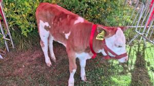 Jauja: Nacen 18 crías de ganado vacuno de alta calidad genética de las razas Simmental, Brown Swiss y Monttbeliarde