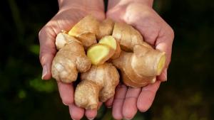 Jengibre de Pichanaki conquista el mercado francés