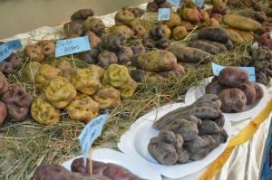 JUNÍN: FESTIVAL NUTRIPAPA PREMIA LA CREATIVIDAD, EL RETO Y LA INNOVACIÓN