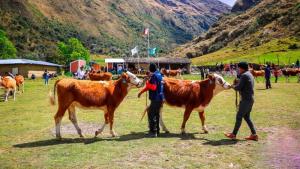 Junín: se viene la IV Feria Agropecuaria Ganado Raza Simmental Callanca 2025 en Andamarca - Concepción