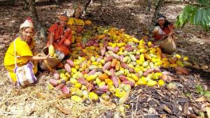 Junín: Segundo Festival de Montañas de Cacao Finos de Aroma se celebra en Satipo