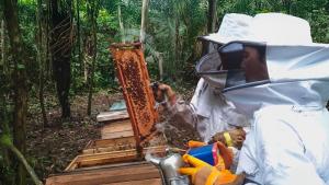 La abeja viene cambiando las vidas de la comunidad nativa Zapote en Ucayali