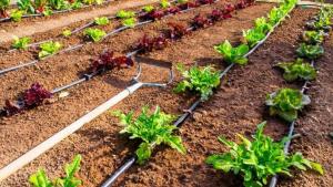 “La agroexportación peruana es una de las más eficientes en cuanto a la tecnificación del riego”