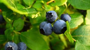 La campaña 2024/2025 del arándano fue un récord, pero la que sigue podría ser mejor