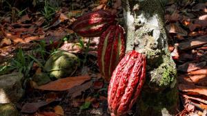 La Cooperación Francesa ha sido clave en el desarrollo del cacao y chocolate peruano