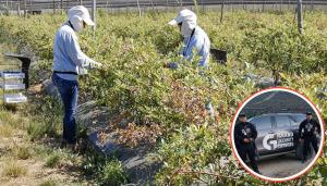 La Libertad: Agroindustria es una de las actividades más afectadas por la inseguridad