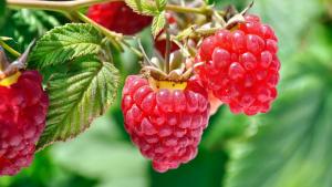 La Libertad: hoy se realiza el taller "Nuevas tendencias en los cultivos de Agroexportación: Frambuesa"