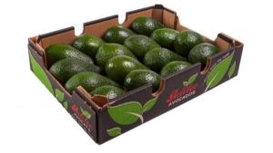 "La palta sigue ganando popularidad en Europa, pero el crecimiento varía según el país"