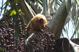 La selva peruana también puede entrar con sus propias variedades al mercado de los berries
