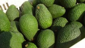 La sierra piurana emprende la diversificación productiva con el cultivo de palta Hass