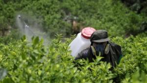 La superficie destinada a coca en Colombia ya supera a la de bananos, cítricos o papas