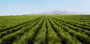 La verdadera reforma agraria