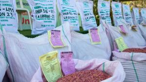 Lanzan nueva variedad de arroz “INIA 516 Lm1-La Unión 23”