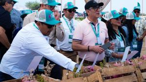 Las cebollas peruanas en los ojos del mundo.
