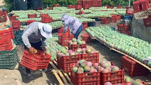Las claves de la buena campaña de mango 2024-2025 y sus perspectivas