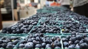 Las exportaciones peruanas de arándanos crecen, pero enfrentan fletes más caros y escasez de transporte