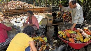 Las razones para el reciente retroceso en los precios del cacao