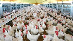 Latinoamérica produjo 29.946 millones de toneladas de carne de pollo en 2024, lo que representó el 29% de la producción mundial