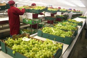 Lluvias no afectan niveles de agroexportaciones peruanas