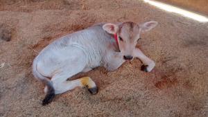 Logran nacimiento de ternero de raza Brown Swiss de alta calidad en Arequipa