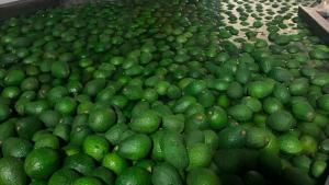 Los aranceles estadounidenses podrían cambiar la dinámica del comercio mundial de la palta