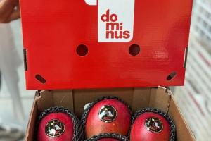 Los exportadores de mango peruanos deben adaptar su estrategia para la campaña 2024 ante la merma de volúmenes