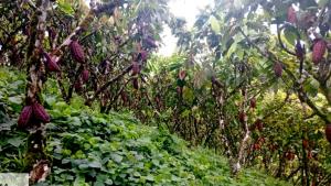 “Los inventarios certificados de cacao siguen en mínimos históricos comparados con campañas anteriores”