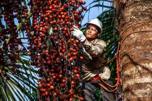 Madre de Dios: productores pueden acceder a programa de financiamiento de más de S/ 13 millones