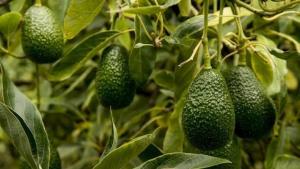 Manejo integrado de plagas clave para sostener la producción de palta de Perú