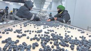 Más de 15 mil empleos perdidos en la agroindustria por crisis en La Libertad