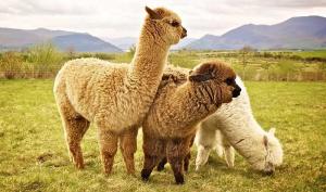 Más de 150 mil familias peruanas viven de la alpaca