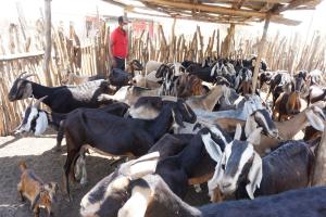 Más de 95.000 productores participarán en I Convención Caprina 2023