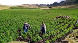 Más de S/. 769 millones en créditos fueron otorgados mediante AgroPerú